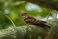 Lelek indomalajsky - Caprimulgus macrurus - Large-tailed Nightjar 7490